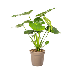 K&k pflanzen Monstera Deliciosa Tauerii Ø19cm - ↕80cm (4250308316341)