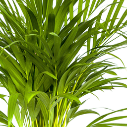 K&k pflanzen Dypsis Areca Lutescens Ø19cm - ↕90cm (4250308315009)