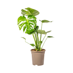 K&k pflanzen Monstera Deliciosa Tauerii Ø19cm - ↕80cm (4250308316341)