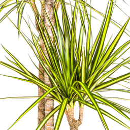 K&k pflanzen Dracaena Marginata Sunray Ø24cm - ↕140cm (4250308314781)