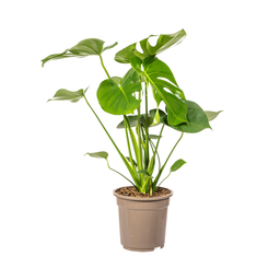 K&k pflanzen Monstera Deliciosa Tauerii Ø19cm - ↕80cm (4250308316341)