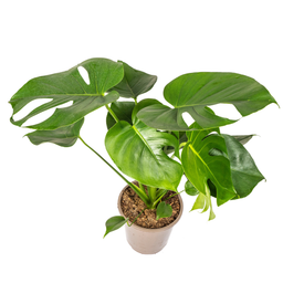 K&k pflanzen Monstera Deliciosa Tauerii Ø19cm - ↕80cm (4250308316341)