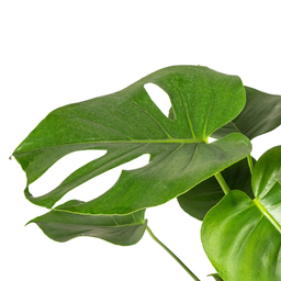 K&k pflanzen Monstera Deliciosa Tauerii Ø19cm - ↕80cm (4250308316341)