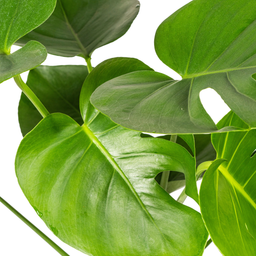 K&k pflanzen Monstera Deliciosa Tauerii Ø19cm - ↕80cm (4250308316341)
