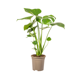 K&k pflanzen Monstera Deliciosa Tauerii Ø17cm - ↕60cm (4250308316334)