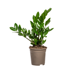 K&k pflanzen Zamioculcas Zamiifolia Ø17cm - ↕40-50cm (4250308316372)