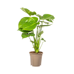 K&k pflanzen Monstera Deliciosa Tauerii Ø17cm - ↕60cm (4250308316334)
