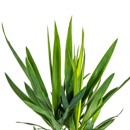 K&k pflanzen Yucca Elephantipes Ø19cm - ↕80cm (4250308315627)