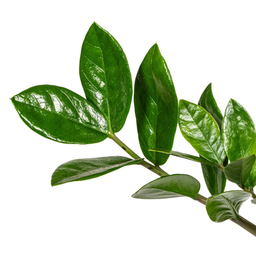 K&k pflanzen Zamioculcas Zamiifolia Ø17cm - ↕40-50cm (4250308316372)