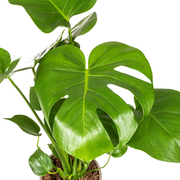 K&k pflanzen Monstera Deliciosa Tauerii Ø17cm - ↕60cm (4250308316334)