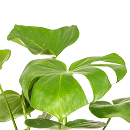 K&k pflanzen Monstera Deliciosa Tauerii Ø17cm - ↕60cm (4250308316334)