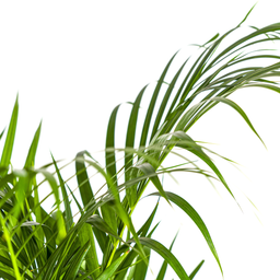K&k pflanzen Dypsis Areca Lutescens Ø21cm - ↕110cm (4250308314989)