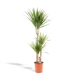 Everyplants Dracaena Marginata - Ø21cm - ↕120cm (7440845833808)