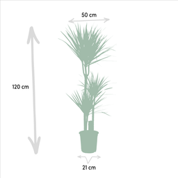 Everyplants Dracaena Marginata - Ø21cm - ↕120cm (7440845833808)
