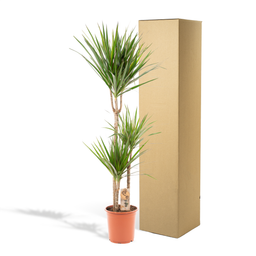 Everyplants Dracaena Marginata - Ø21cm - ↕120cm (7440845833808)