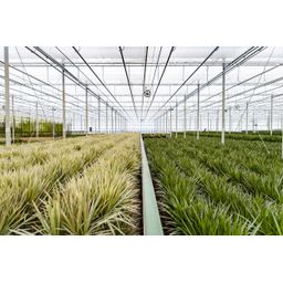 Everyplants Dracaena Marginata - Ø21cm - ↕120cm (7440845833808)