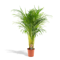 Everyplants Areca palm - Ø21cm - ↕110cm (7440845831866)