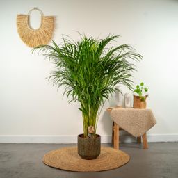 Everyplants Areca palm - Ø21cm - ↕110cm (7440845831866)