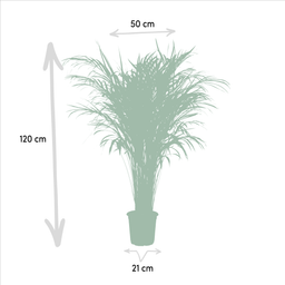 Everyplants Areca palm - Ø21cm - ↕110cm (7440845831866)
