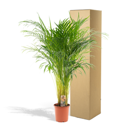 Everyplants Areca palm - Ø21cm - ↕110cm (7440845831866)