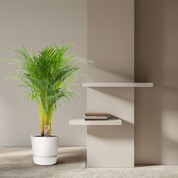 Everyplants Areca palm - Ø21cm - ↕110cm (7440845831866)