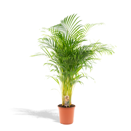 Everyplants Areca palm - Ø24cm - ↕130cm (7440845918956)