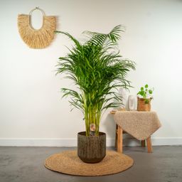 Everyplants Areca palm - Ø24cm - ↕130cm (7440845918956)