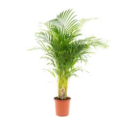 Everyplants Areca palm - Ø24cm - ↕130cm (7440845918956)