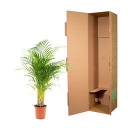 Everyplants Areca palm - Ø24cm - ↕130cm (7440845918956)