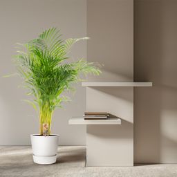 Everyplants Areca palm - Ø24cm - ↕130cm (7440845918956)