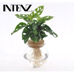 Meergroothandel Monstera Adansonii in Bolglas + Klikkurk - Ø12cm - ↕25cm (11107)