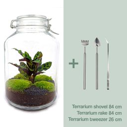 Urbanjngl DIY terrarium - Jar Calathea - ↕ 28 cm - Normal (8719327448687)