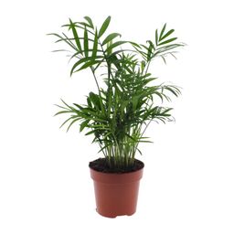 Meergroothandel Chamaedorea Elegans - Mexicaanse Bergpalm - Ø12cm - ↕40cm - Ø12 - ↨40cm (8720634284257)