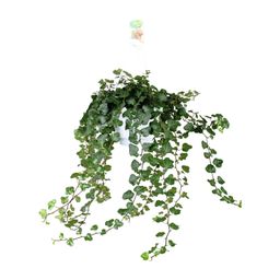 Meergroothandel Hedera Wonder Green - Ø24cm - ↕70cm - Ø17 - ↨70cm (8720634284608)