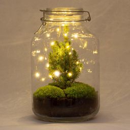 Urbanjngl DIY terrarium - Jar Christmas - ↕ 28 cm (8719327599822)