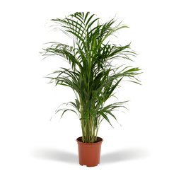 Everyplants Areca palm - Ø19cm - ↕85cm (8720634285780)