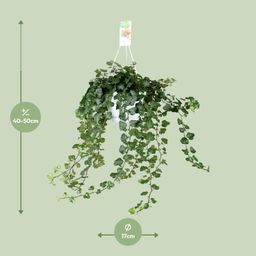 Meergroothandel Hedera Wonder Green - Ø24cm - ↕70cm - Ø17 - ↨70cm (8720634284608)