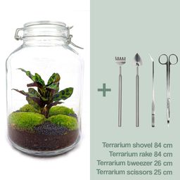 Urbanjngl DIY terrarium - Jar Calathea - ↕ 28 cm - Normal (8719327448687)