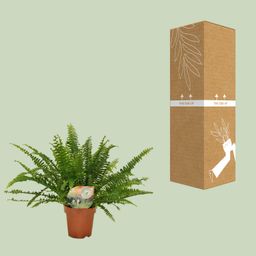 Meergroothandel Nephrolepis Green Lady - Ø12cm - 30cm (8720634287371)