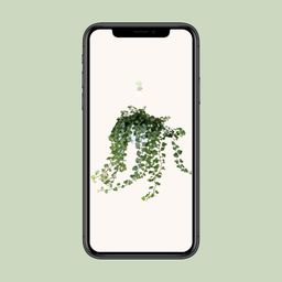 Meergroothandel Hedera Wonder Green - Ø24cm - ↕70cm - Ø17 - ↨70cm (8720634284608)