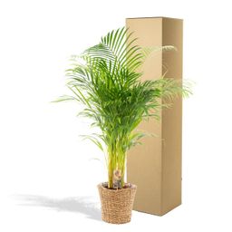 Everyplants Areca met mand - ↨110cm -Ø21cm (7440845832849)