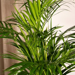 Everyplants Areca palm - Ø19cm - ↕85cm (8720634285780)