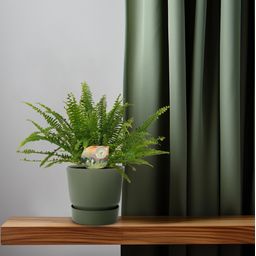 Meergroothandel Nephrolepis Green Lady - Ø12cm - 30cm (8720634287371)