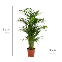 Everyplants Areca palm - Ø19cm - ↕85cm (8720634285780)