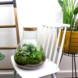 Urbanjngl DIY terrarium - Sam XL - ↕ 35 cm - Normal (8719326972411)
