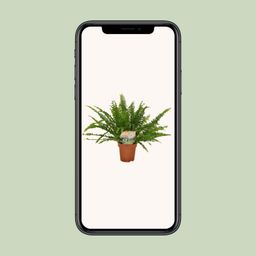 Meergroothandel Nephrolepis Green Lady - Ø12cm - 30cm (8720634287371)