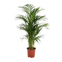 Everyplants Areca palm - Ø19cm - ↕85cm (8720634285780)
