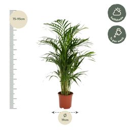 Everyplants Areca palm - Ø19cm - ↕85cm (8720634285780)