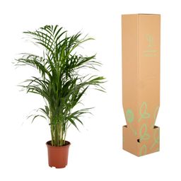 Everyplants Areca palm - Ø19cm - ↕85cm (8720634285780)