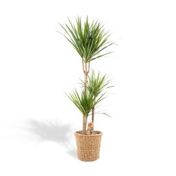 Everyplants Dracaena met mand - ↨120cm - Ø21cm (8720634280334)